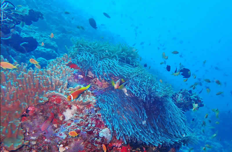 reef diving